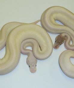 Baby Super Mojave Ball Python