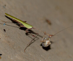 Cryptic Mantis