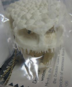 Gila Monster Skull Snake Hide