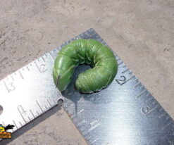Hornworms