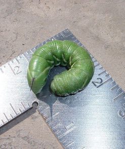 Hornworms