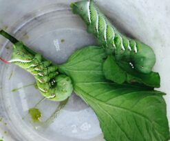 Hornworms