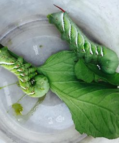 Hornworms