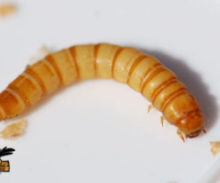 Mealworms