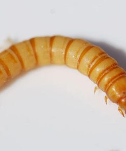 Mealworms