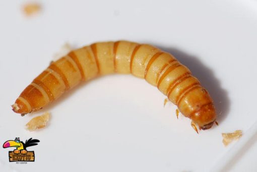 Mealworms