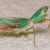 Malaysian-Blue-Mantis-ConvertImage