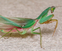 Malaysian Blue Mantis
