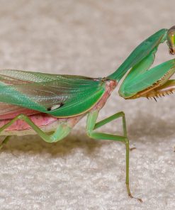 Malaysian Blue Mantis