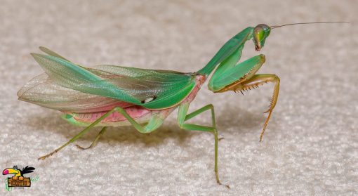 Malaysian Blue Mantis