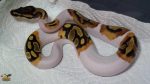 Pied Ball Python