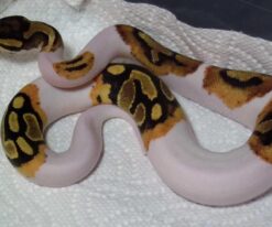 Pied Ball Python