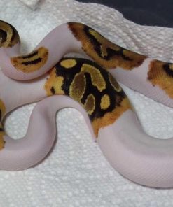 Pied Ball Python