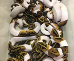 Pied Ball Python