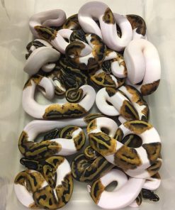 Pied Ball Python