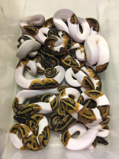 Pied Ball Python