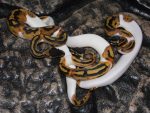 Pied Ball Python