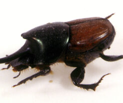 Rhinoceros Beetles
