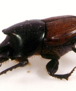 Rhinoceros Beetles