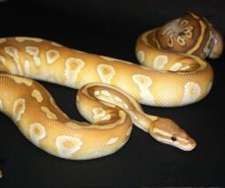 Spinner Mojave Ball Python
