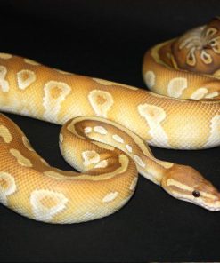 Spinner Mojave Ball Python