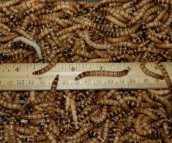 Superworms