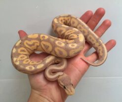 Spinner Mojave Ball Python