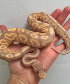 Spinner Mojave Ball Python