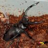 Stag-Beetles-ConvertImage_Fotor