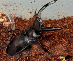 Stag Beetles