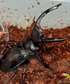 Stag Beetles