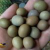 Amazon-Parrot-eggs_Fotor-ConvertImage