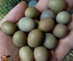 Amazon Parrot eggs