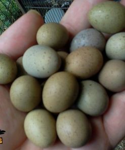 Amazon Parrot eggs