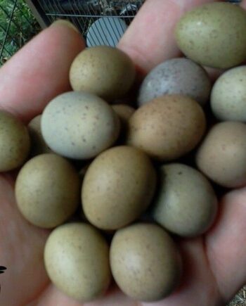 Amazon Parrot eggs