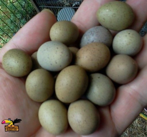 Amazon Parrot eggs