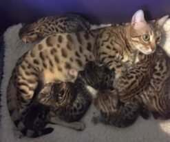 Ashera kitten