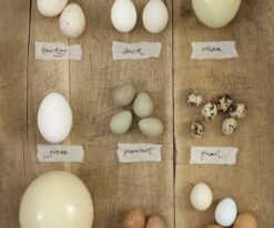 Ringneck Doves Eggs