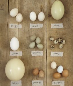 Ringneck Doves Eggs