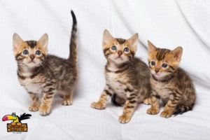 Bengal-kitten-ConvertImage