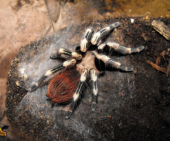 Brazilian Red & White Tarantula