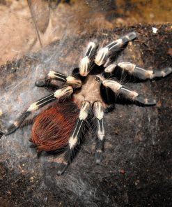 Brazilian Red & White Tarantula