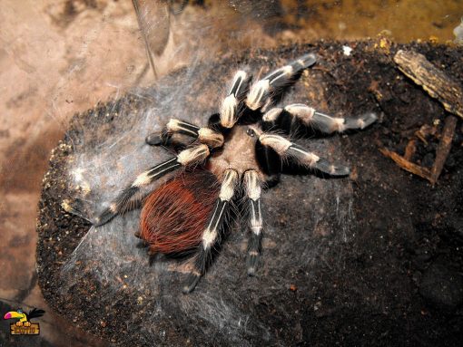 Brazilian Red & White Tarantula