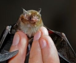 Bumblebee Bat