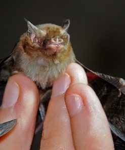 Bumblebee Bat