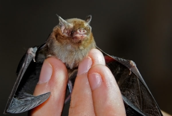 pin-by-victoria-ozenghar-on-bat-love-small-pets-bumblebee-bat-bat