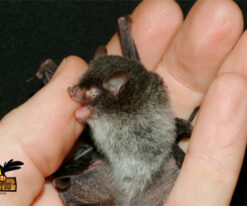 Bumblebee Bat
