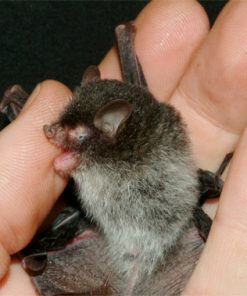 Bumblebee Bat