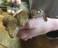 Caledonian Giant Gecko
