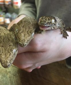 Caledonian Giant Gecko